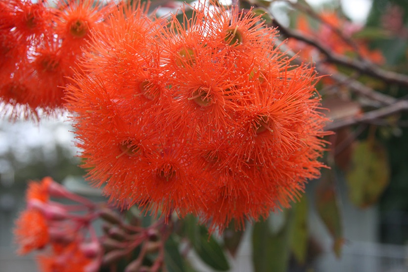 ficifolia