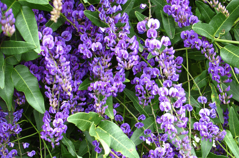 violacea